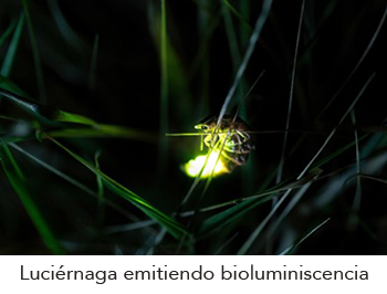 La Bioluminiscencia Y Su Aplicaci N En La Ciencia